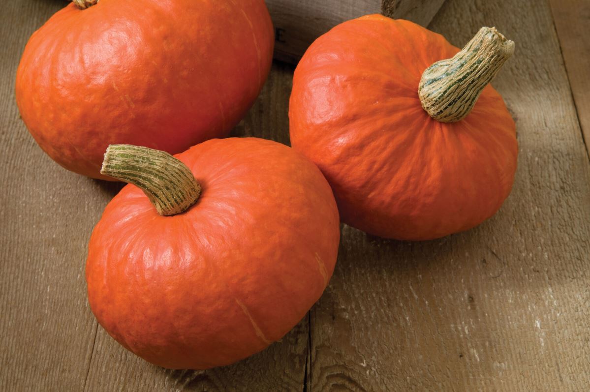 Sunshine – Organic Kabocha Squash Seeds